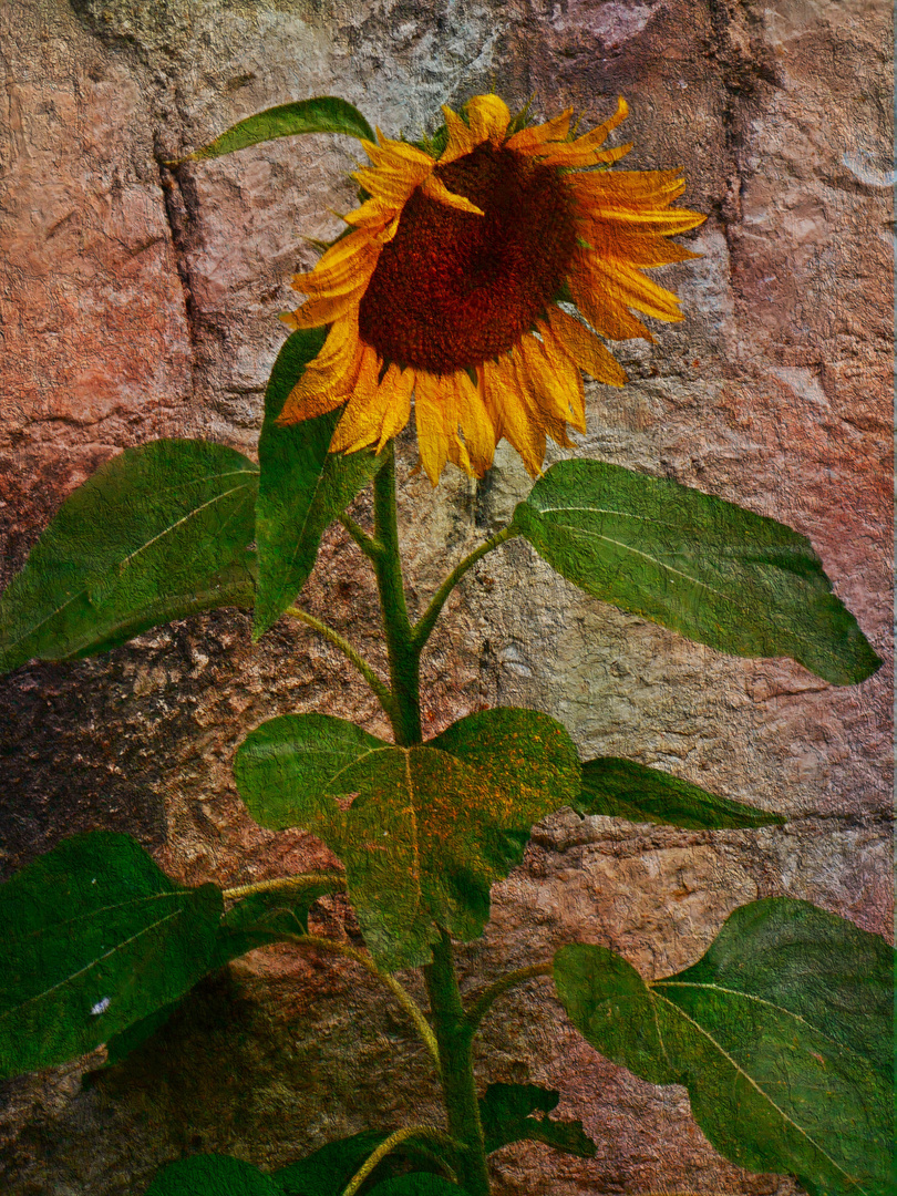 Helianthe, Tournesol, Soleil