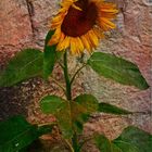 Helianthe, Tournesol, Soleil