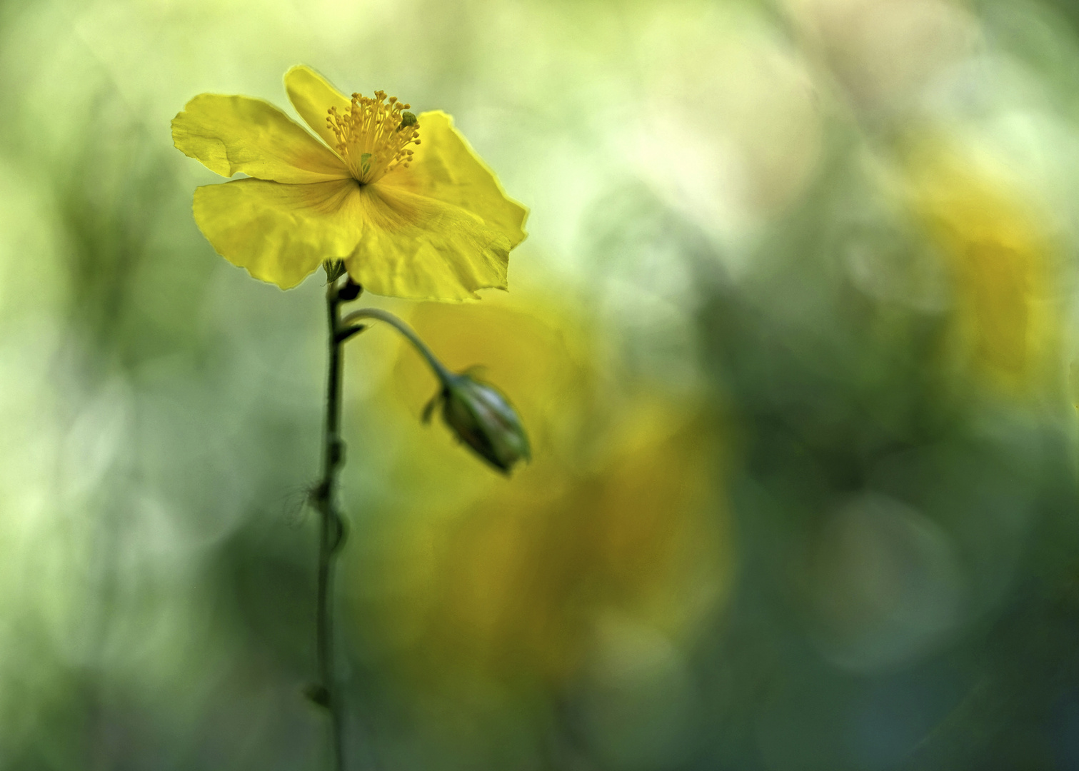 Helianthemum alpestre - 2018