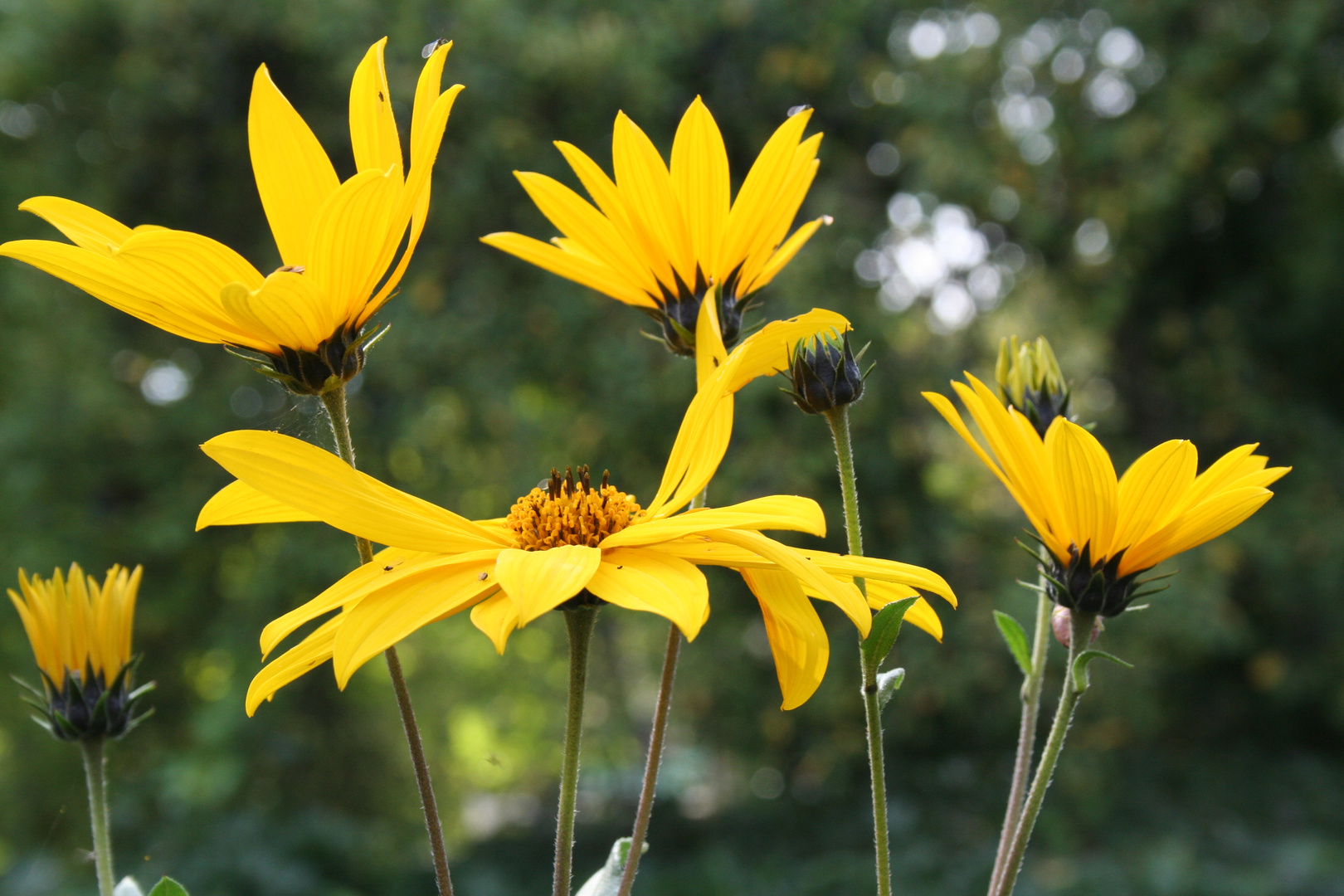 Helianthum