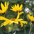 Helianthum