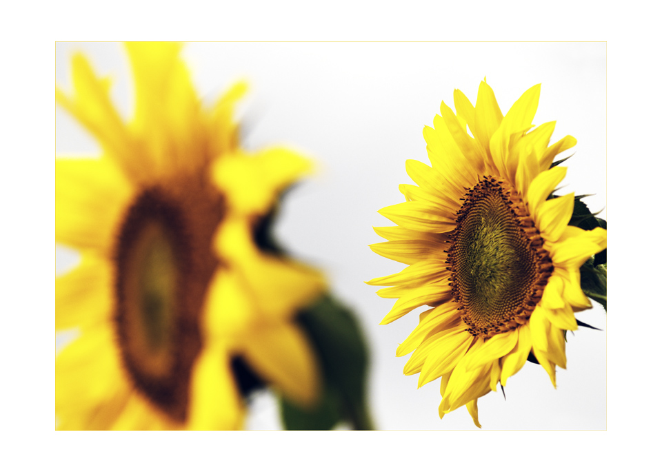 helianthus