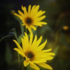 Helianthus