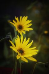 Helianthus