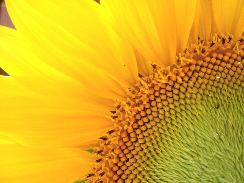 Helianthus 2