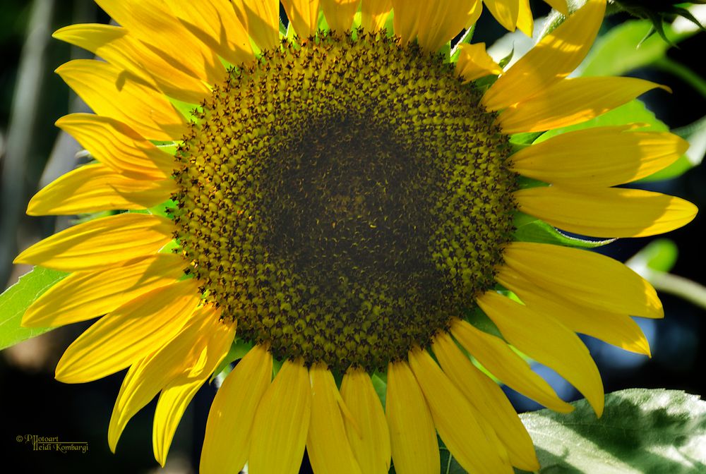 Helianthus