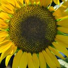 Helianthus