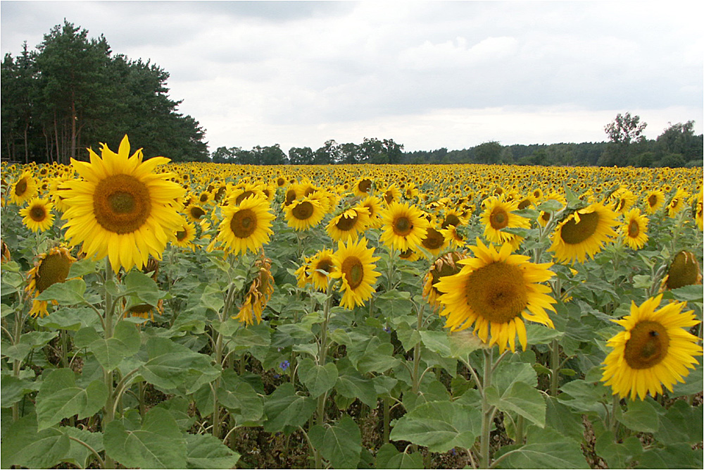 Helianthus...