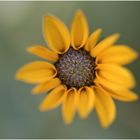 Helianthus