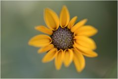 Helianthus