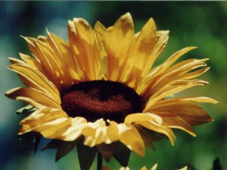 Helianthus