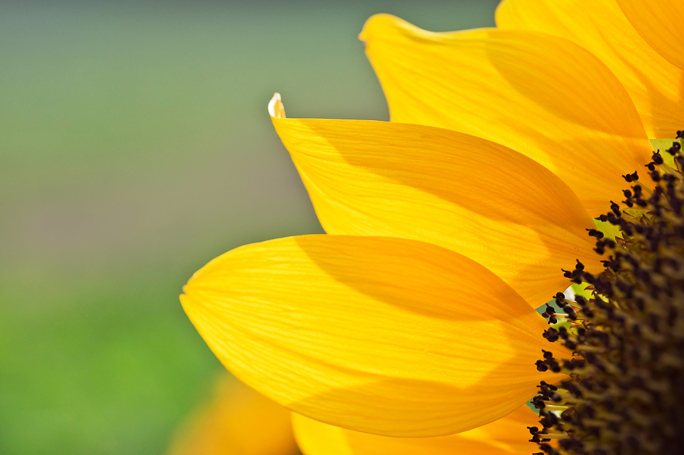 Helianthus