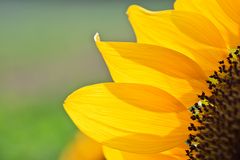 Helianthus