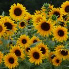 Helianthus !