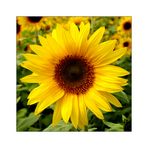 Helianthus