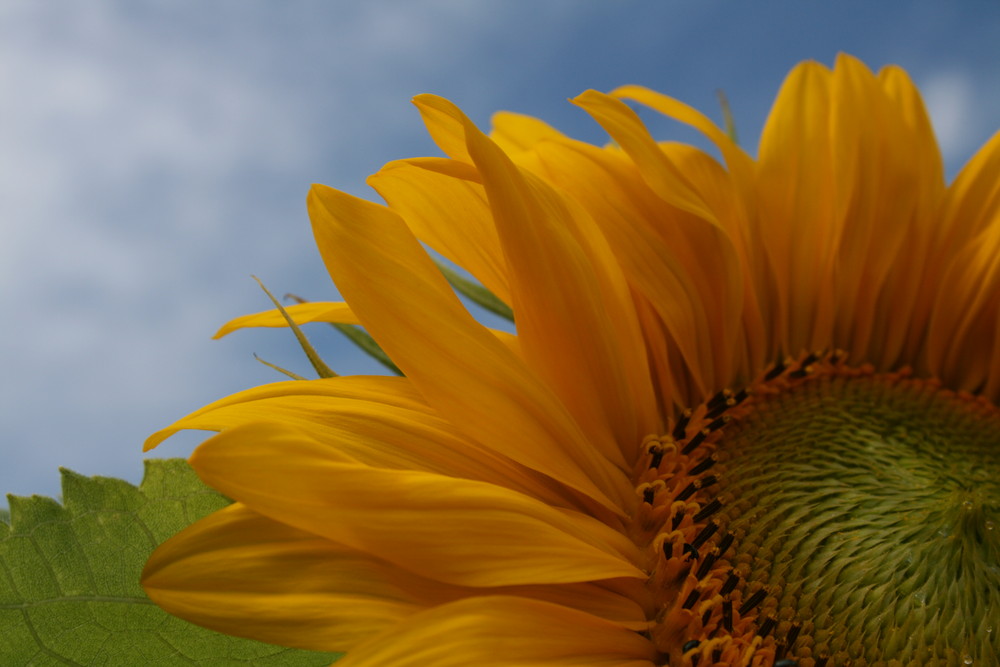 Helianthus annuus