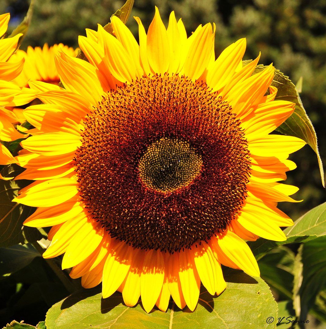 helianthus annuus