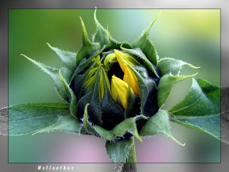 " Helianthus annuus "