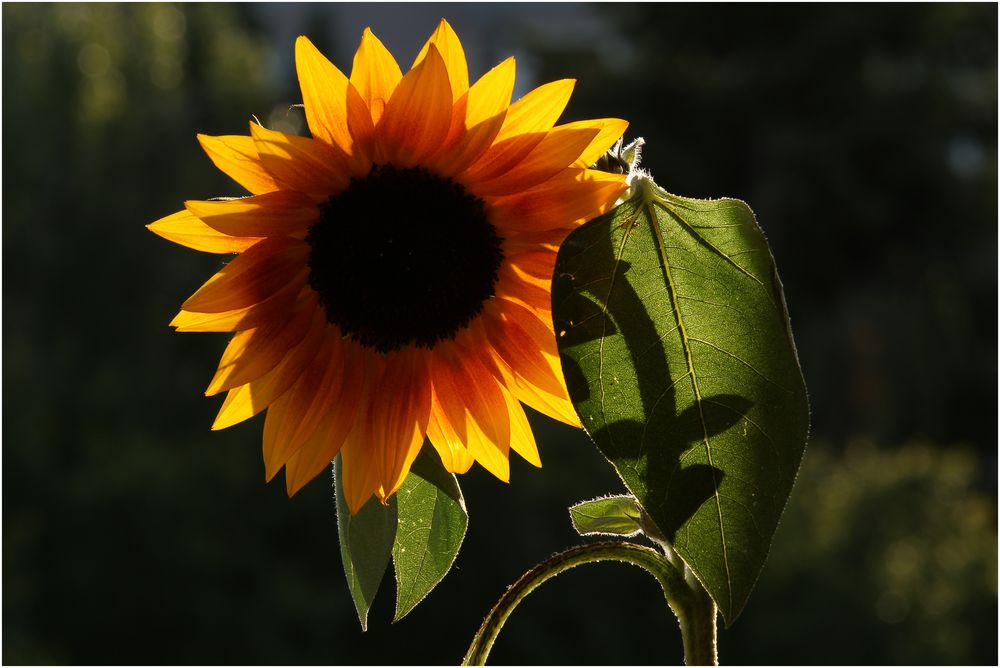 Helianthus annuus