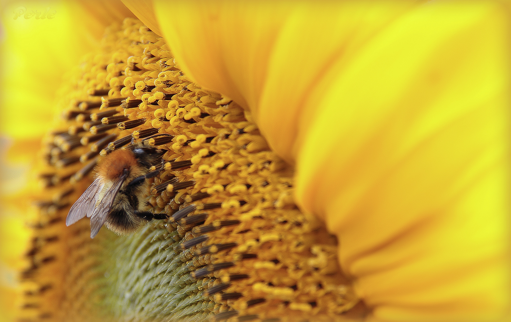 Helianthus annuus