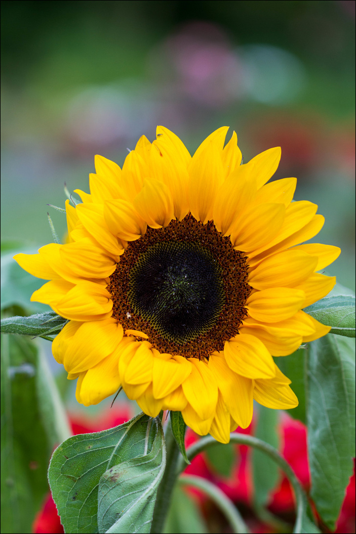 Helianthus annuus