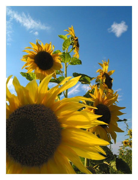 Helianthus annuus