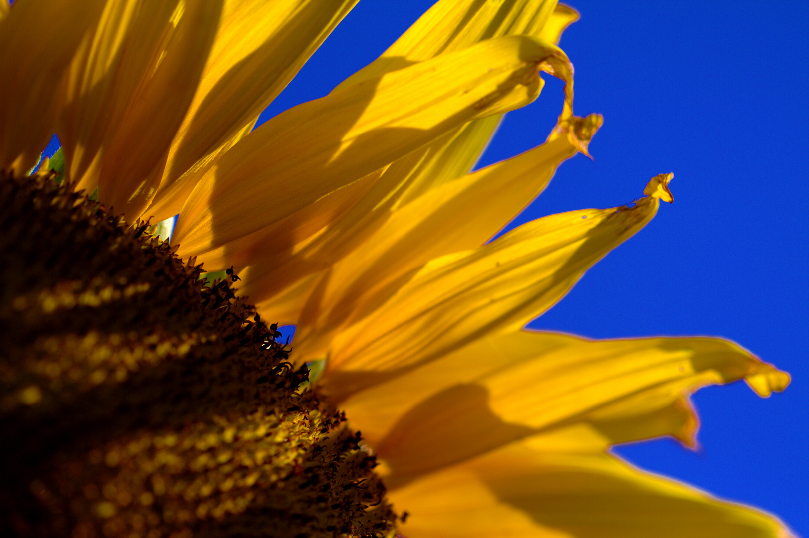 helianthus annuus