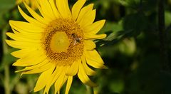 Helianthus annuus