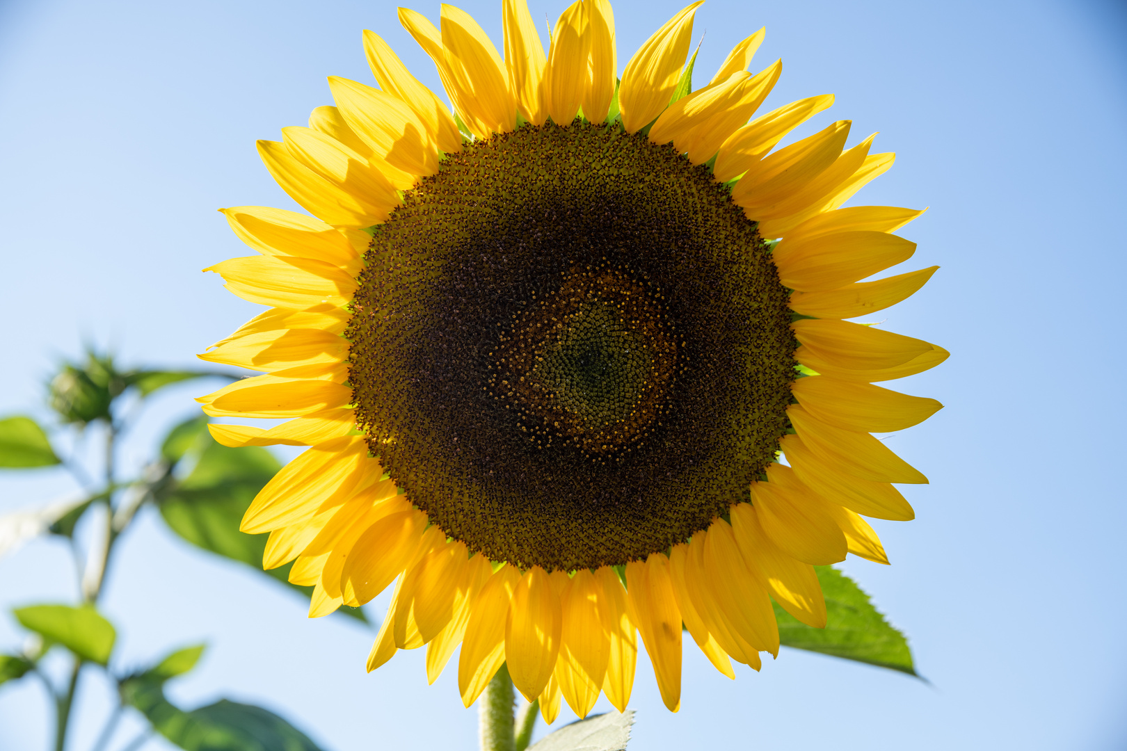 Helianthus annuus