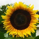 Helianthus annuus