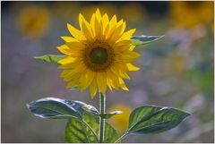 Helianthus annuus.....