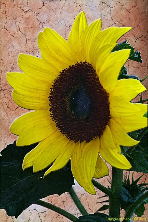 Helianthus annuus