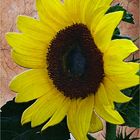 Helianthus annuus