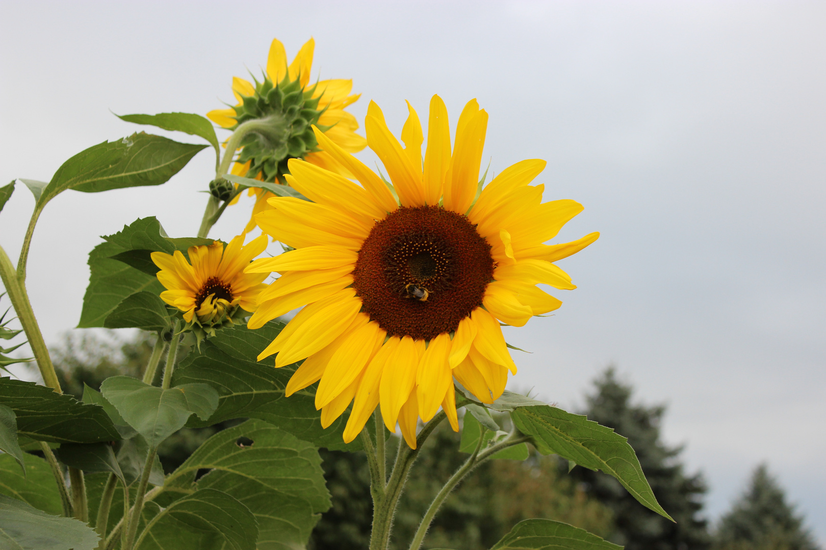 Helianthus annuus