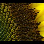 Helianthus annuus