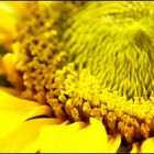 Helianthus annuus