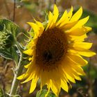 Helianthus annuus