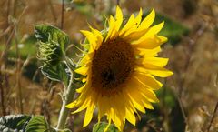 Helianthus annuus