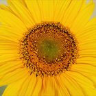 Helianthus annuus... -  Das Herz - The Heart - Le coeur...