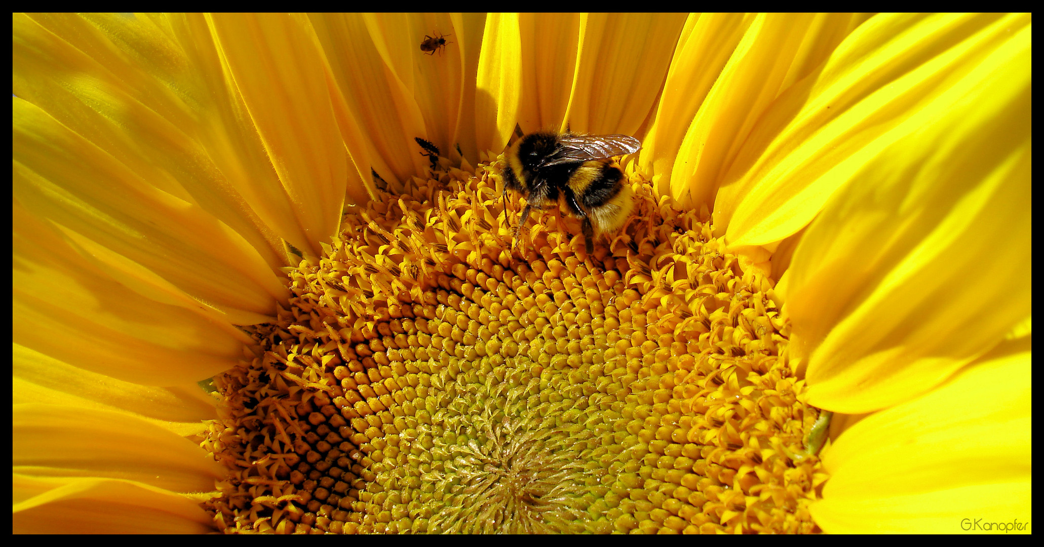 Helianthus annuus