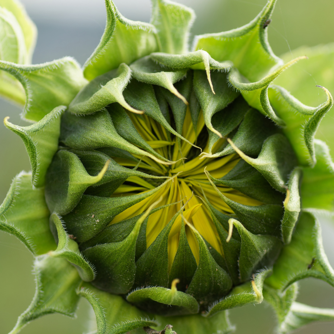 Helianthus annuus I