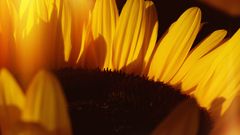 Helianthus annuus.... oder auch einfach Sonnenblume