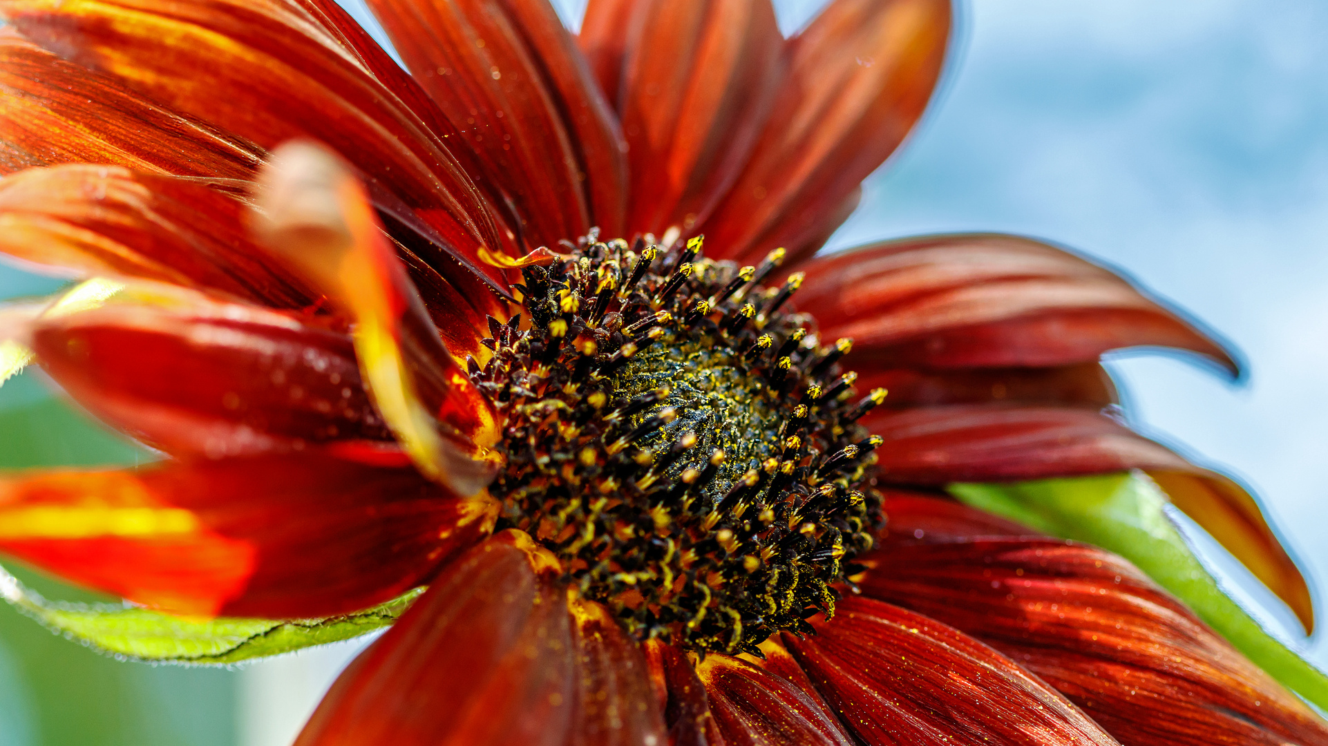 Helianthus Annuus (rote Sonnenblume)