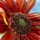 Helianthus Annuus (rote Sonnenblume)