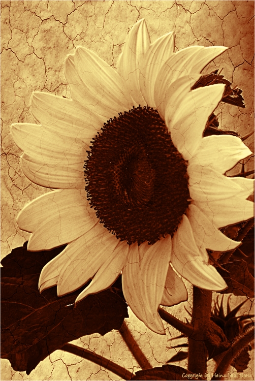 Helianthus annuus (sepia)