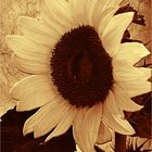 Helianthus annuus (sepia)