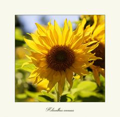 Helianthus annuus - Sonnenblume...