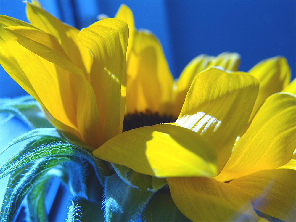 Helianthus annuus.....oder was aus Liebe entsteht