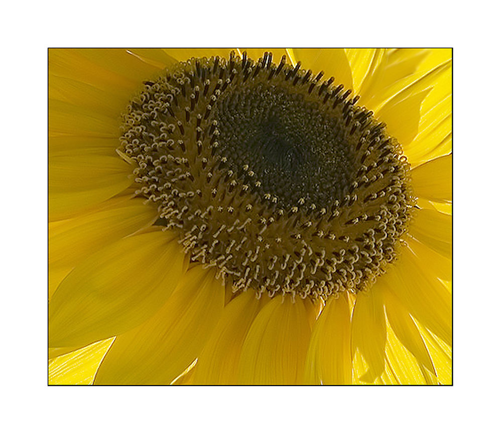 Helianthus