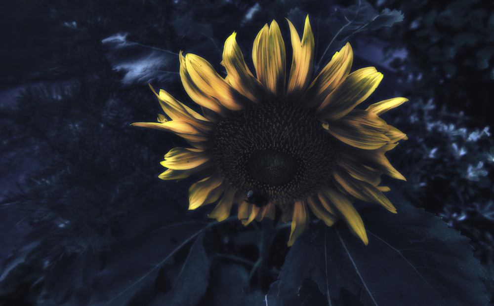 -HELIANTHUS-